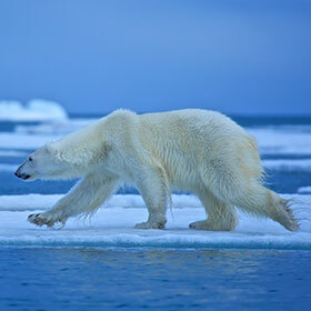 L’ours polaire voyage à contre-courant des autres animaux : il descend au sud l’été.