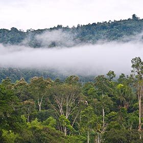 Certain areas of the Amazon rainforest receive 400 in. (1016 cm) of rain per year.