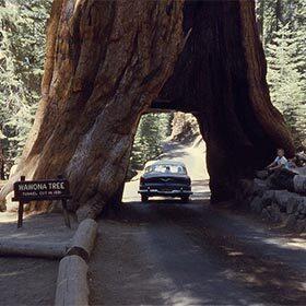 The famous Wawona tree fell following a snowfall.