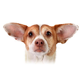 A dog’s ear is moved by 18 muscles.