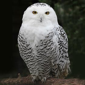 Le harfang des neiges est le symbole aviaire du Québec.