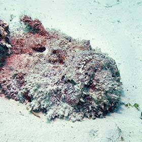 The stonefish is extremely venomous.