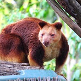 Certains kangourous vivent dans les arbres.