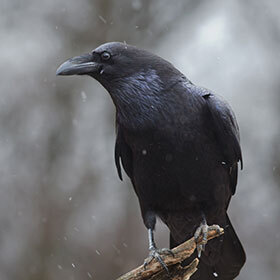 Le corbeau vit en moyenne 4 ans.