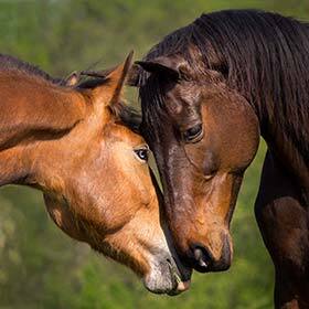 Chez les chevaux, les mâles et les femelles n’ont pas le même nombre de dents.
