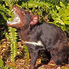 Tasmanian devils eat the bones of their prey.