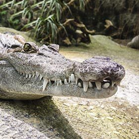 When a crocodile closes its mouth, some of the teeth on its lower jaw remain visible. This is not the case with alligators.