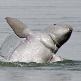 The Irrawaddy dolphin lives both in fresh water and in salt water.