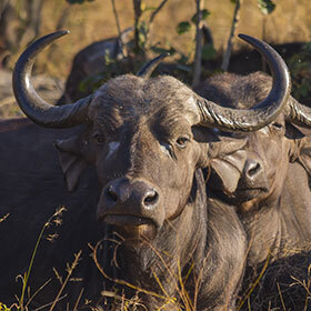 African buffalo can survive for a month without drinking.