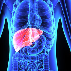 The liver can grow back up to 70%.