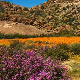 Au printemps, le désert de Namaqualand se couvre de fleurs pendant une courte période.