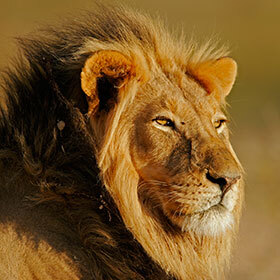 Il y a 10 000 ans, des lions vivaient en Europe.