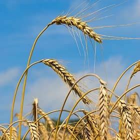 Rye was used by the Sumerians to manufacture the first beers.
