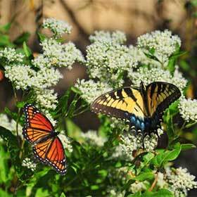 The monarch butterflies lay their eggs exclusively on milkweed.