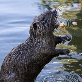 The coypu has blue teeth.