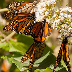The combined weight of 100 monarch butterflies is 1 oz. (28 g).