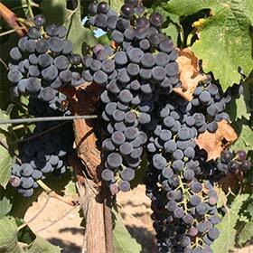 Merlot is the most commonly cultivated red wine grape variety in the world.