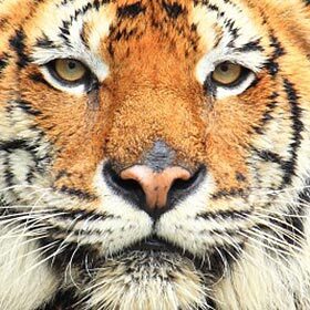 Lions and tigers are often in conflict.