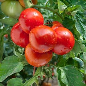 Tomatoes were introduced in Italy by Marco Polo after he took a trip to China.