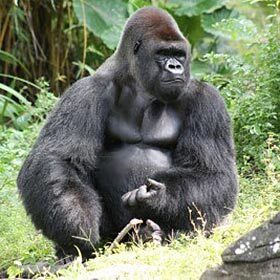 The big belly of a gorilla contains a lot of fat.