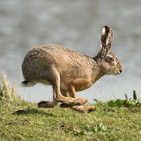 Le lapin et le lièvre courent à peu près à la même vitesse.