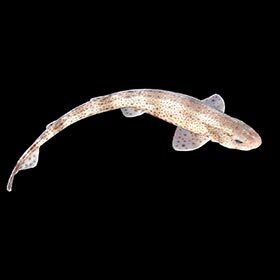Le requin-roussette pond des œufs qui s’accrochent aux algues.