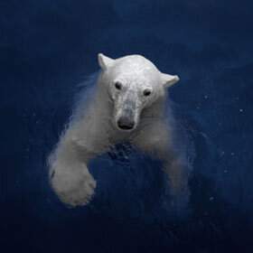 A polar bear can swim 62 mi. (100 km) without stopping.