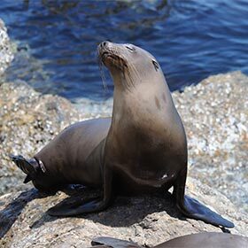 Sea lions have small ears, while seals lack external ears altogether. 