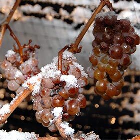 Ice wines are stored at a temperature of 24.8 °F (-4 °C).