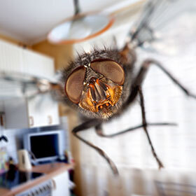 La mouche domestique détecte le sucre à l’aide de ses antennes.