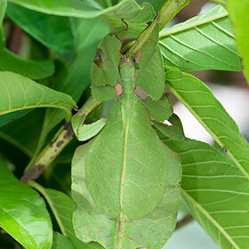 Leaf insects only live on the island of Madagascar.