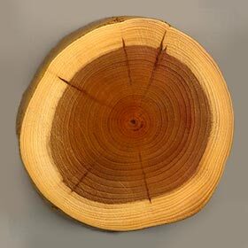 Trees grow from the center to the outside.