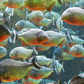 Les piranhas se mangent souvent entre eux.