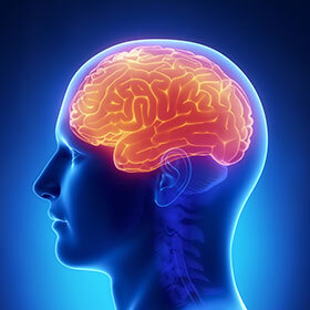 The brain consumes 20% of the calories consumed by the body.