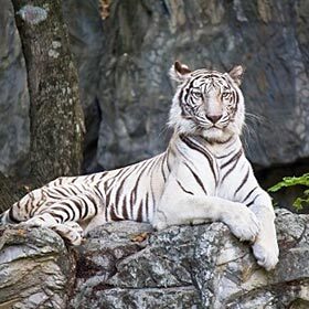 Le tigre blanc est un tigre albinos.