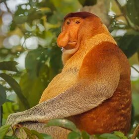 The proboscis monkey hates water.