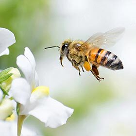 To make 2.2 lb. (1 kg) of honey, bees have to forage 4 million flowers.