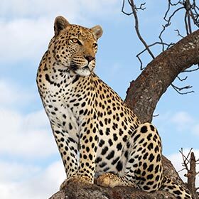 Le léopard vit en Amérique du Sud, alors que le jaguar vit en Afrique et en Asie.