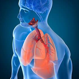 The two lungs are the same size.