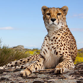 The roar of the cheetah can be heard over a 1.8 mi. (3 km) radius.