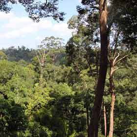 L’étage supérieur de la forêt s’appelle la canopée.