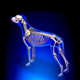 A dog’s shoulder blades are strongly attached to the skeleton.