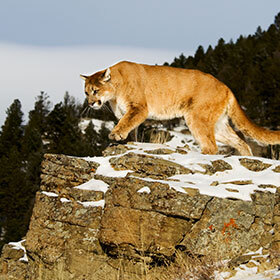 The cougar never hunts during the day.
