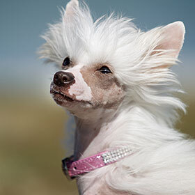 La plus petite race de chiens est le chien chinois à crête.