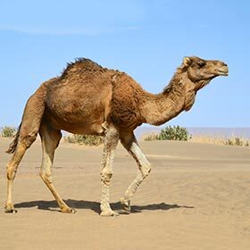 Le dromadaire est plus petit que le chameau de Bactriane.
