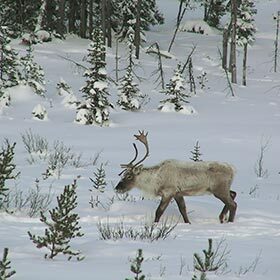 The word “Canada” means “vast expanse of snow” in the Iroquois language.
