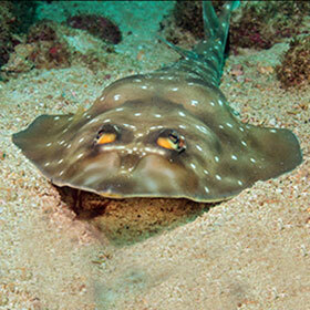Sharks and rays are related.