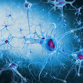 Motor neurons relay information at a speed of over 300 km/h (185 m.p.h.).