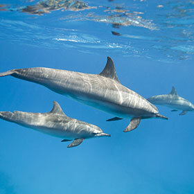 Baby dolphins have a “godmother”.