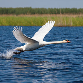 Swans have to run on water to take flight.